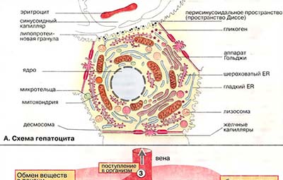 Печень: общие сведения