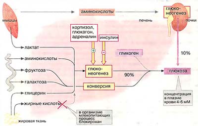 Метаболизм углеводов