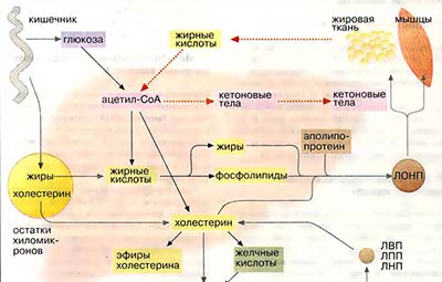 Метаболизм липидов