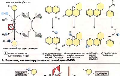 Система цитохрома Р450