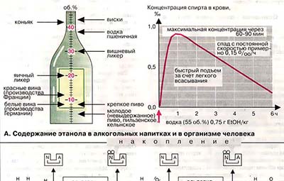Метаболизм этанола