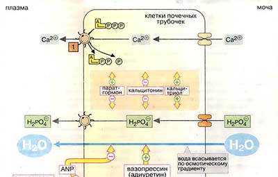 Реабсорбция электролитов и воды