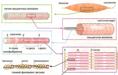 Сократительная система