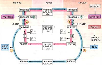 Метаболическая регуляция мышечного сокращения