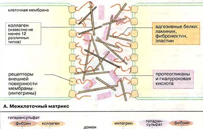 Состав межклеточного матрикса