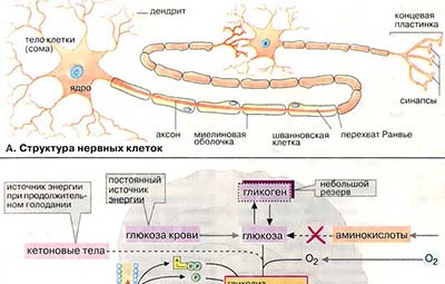 Нервная ткань