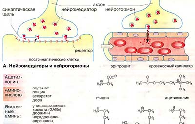 Медиаторы нервной системы