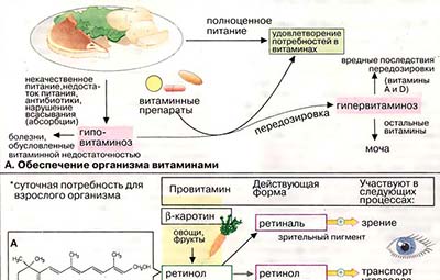 Жирорастворимые витамины