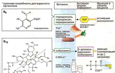 Водорастворимые витамины. II