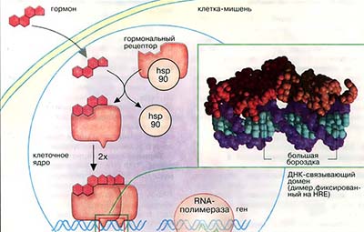 Механизм действия липофильных гормонов