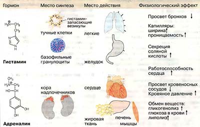 Гидрофильные гормоны