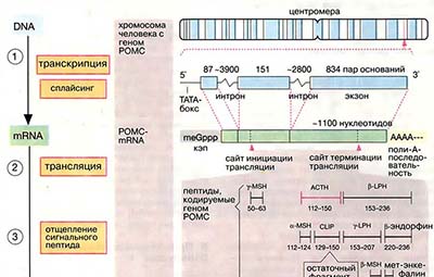Метаболизм пептидных гормонов