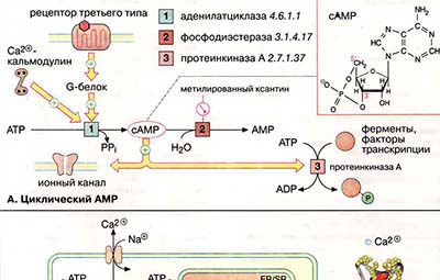 Вторичные мессенджеры