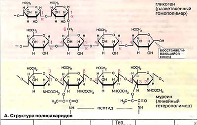 Полисахариды