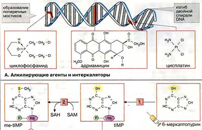 Цитостатики