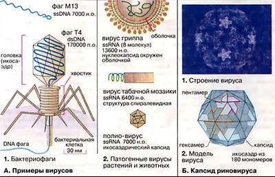 Вирусы