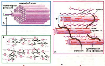 Растительные полисахариды