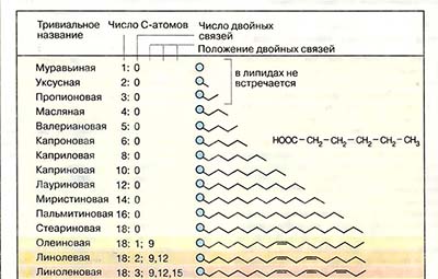 Жирные кислоты и нейтральные жиры