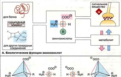 Аминокислоты: физические и химические свойства