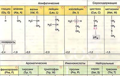 Протеиногенные аминокислоты