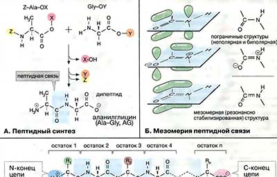 Пептидная связь