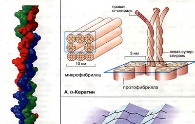 Структурные белки
