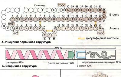 Глобулярные белки