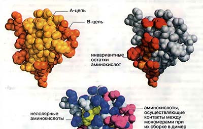 Молекулярные модели: инсулин
