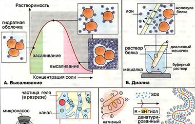 Методы выделения и анализа белков