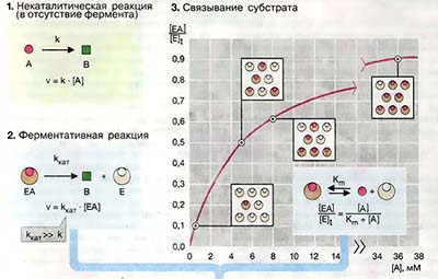 Кинетика ферментативных реакций
