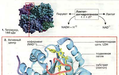 Лактатдегидрогеназа: структура