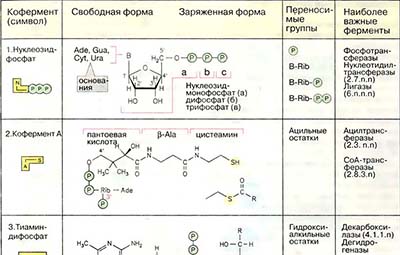 Коферменты переноса групп