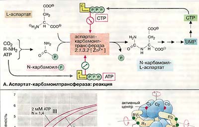 Аллостерическая регуляция