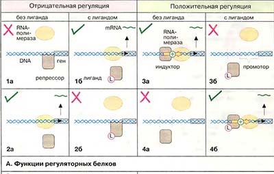 Контроль транскрипции