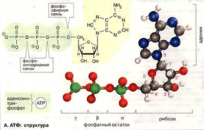 АТФ