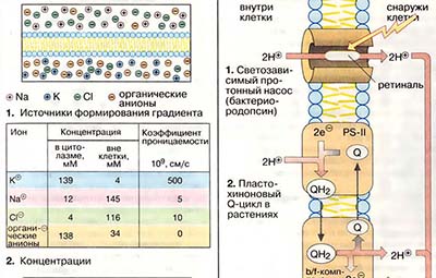 Сохранение энергии на мембранах