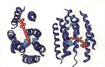 Молекулярные модели фотосистемы