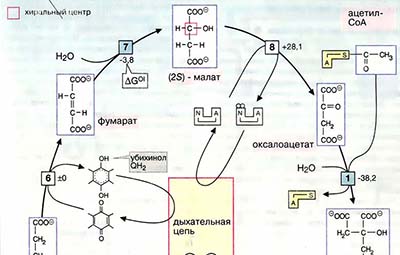Цитратный цикл: реакции