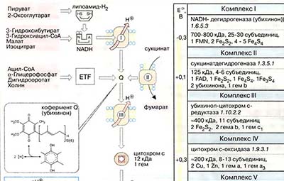 Дыхательная цепь