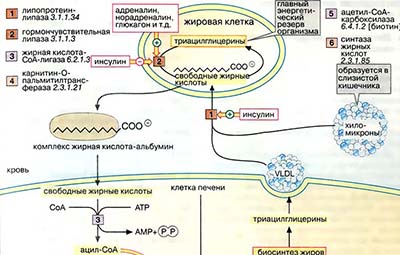 Метаболизм жиров