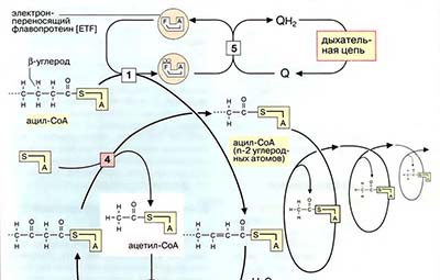 Деградация жирных кислот: β-окисление