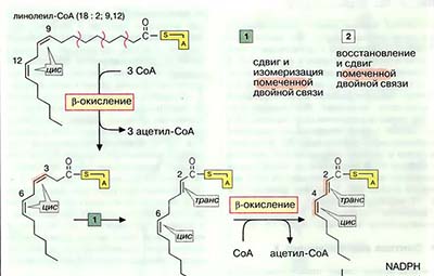Побочные пути деградации жирных кислот