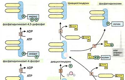Биосинтез сложных липидов