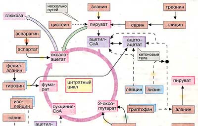Деградация аминокислот