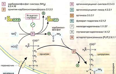 Цикл мочевины