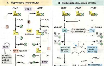 Деградация нуклеотидов
