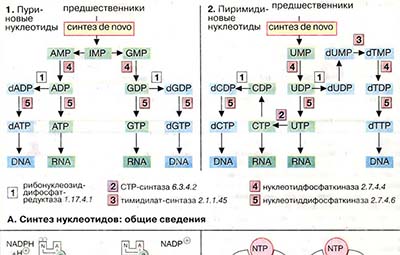 Биосинтез нуклеотидов