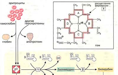 Деградация порфиринов