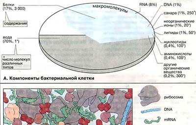 Клеточные компоненты и цитоплазма
