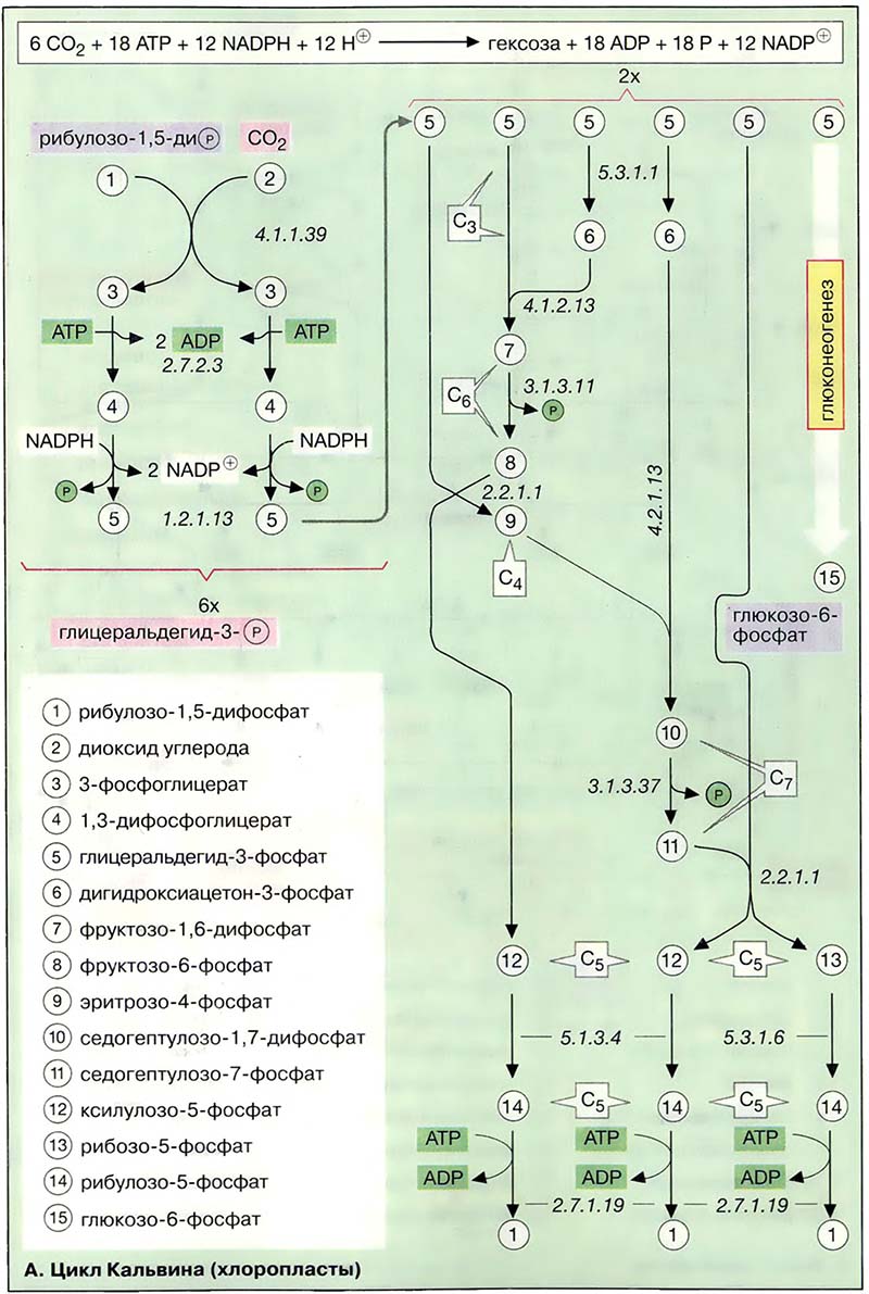 Цикл Кальвина (хлоропласты)